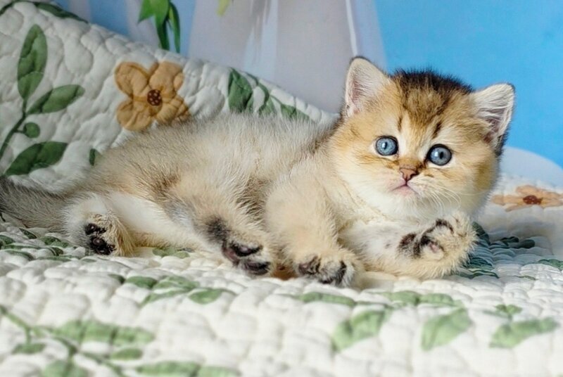 Barbie Scottish Straight female, black golden ticked tabby