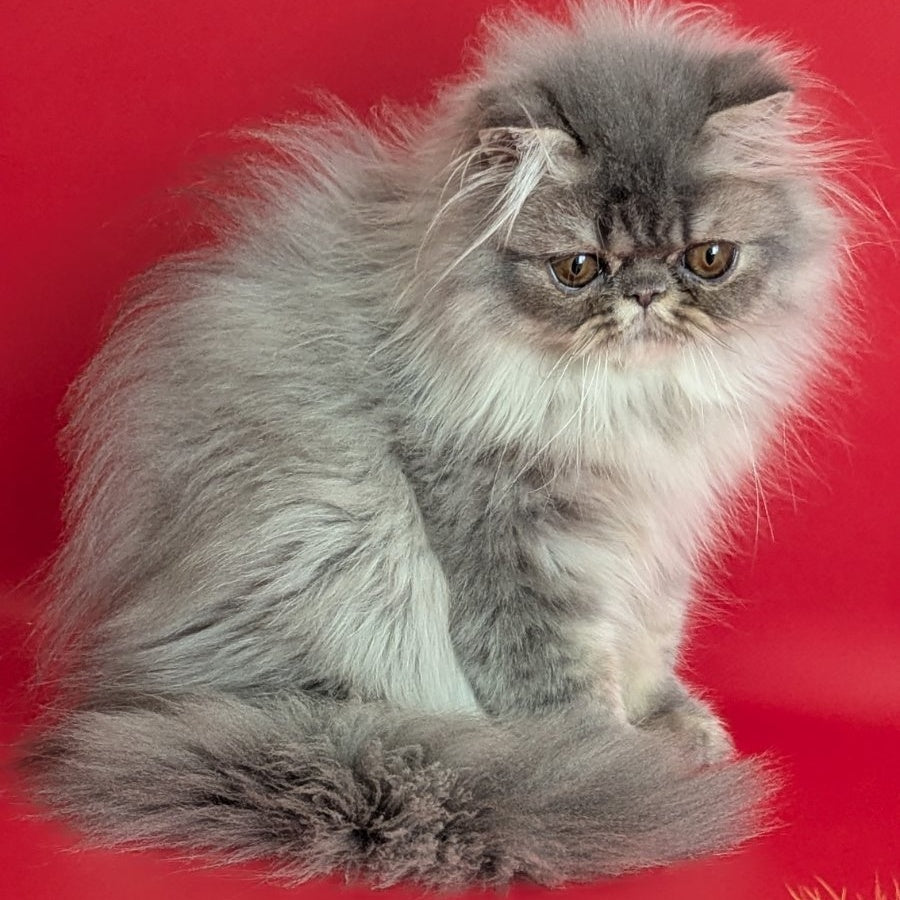 Pavlik Persian male, blue tabby