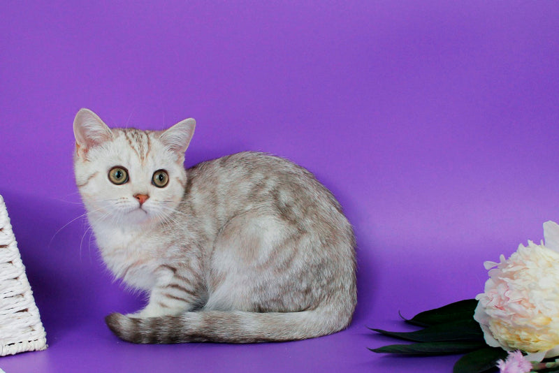 Kleo British Shorthair female, chocolate silver tabby