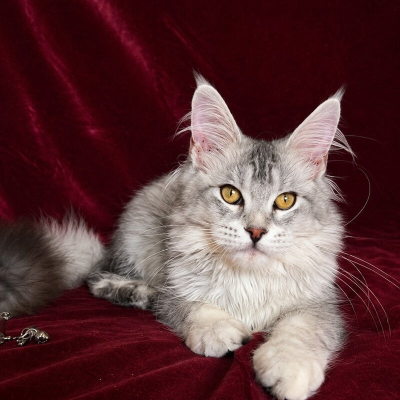 Gilded Maine Coon female, black tortie silver ticked tabby