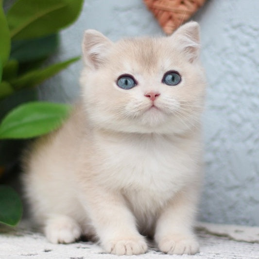 Chester British Shorthair male, blue golden shaded