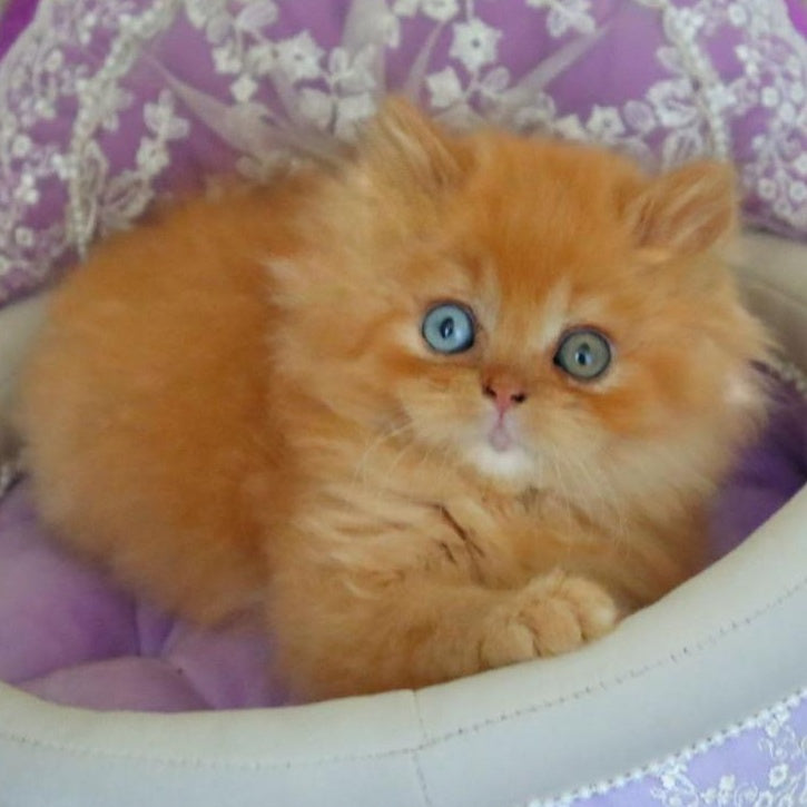 Meir British Longhair male, red