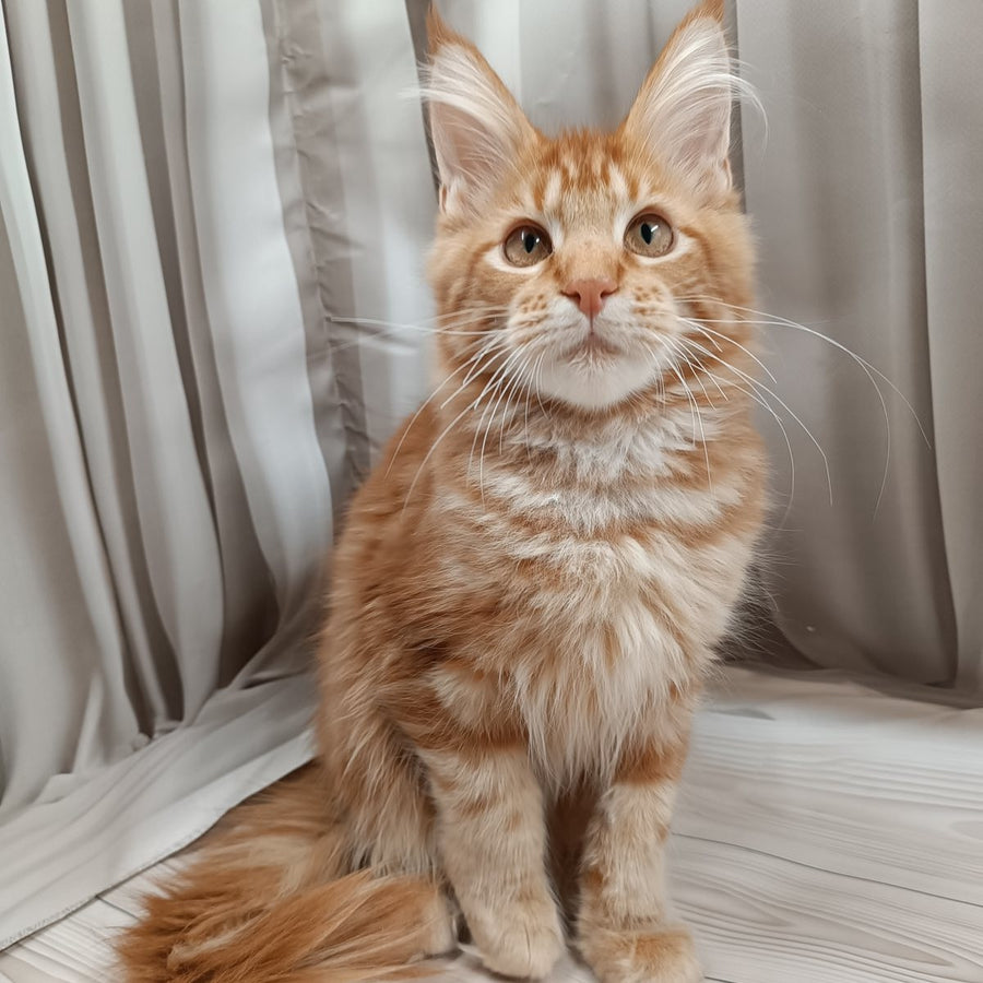 Peter Maine Coon male, red tabby