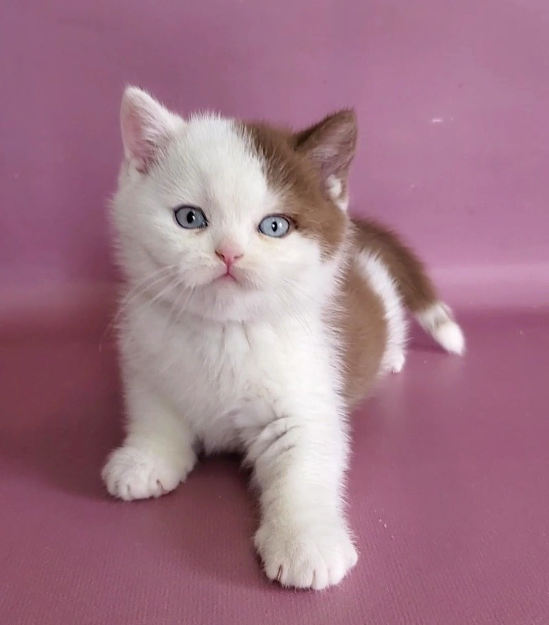 Vito British Shorthair male, cinnamon bicolour
