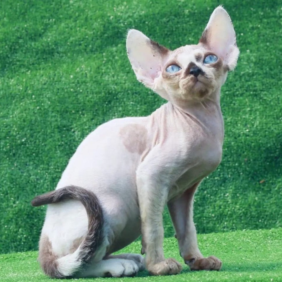 Avetador Devon Rex male, chocolate pointed harlequin
