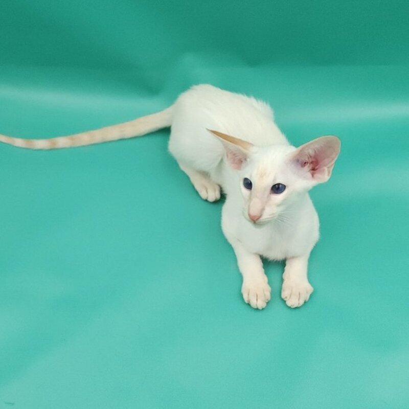 Pushan Siamese male, cream
