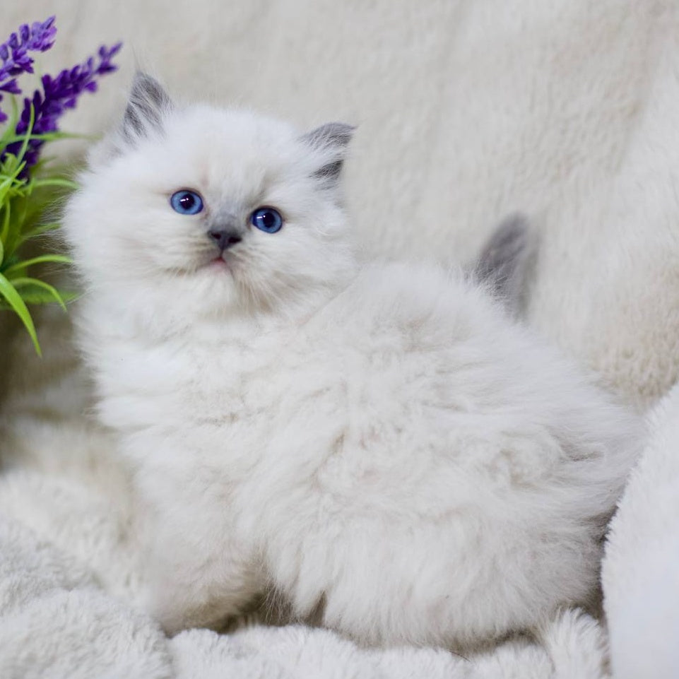 Rolex Ragdoll male, blue mitted