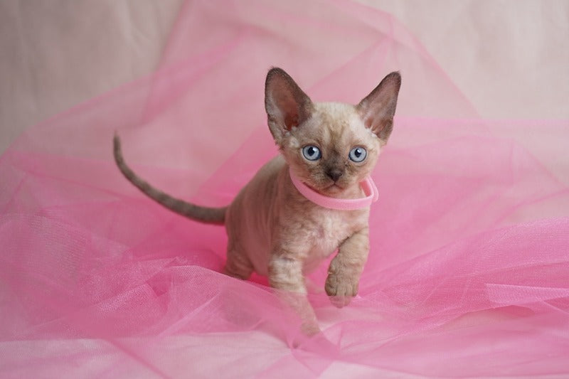 Nona Devon Rex female chocolate pointed - live animals