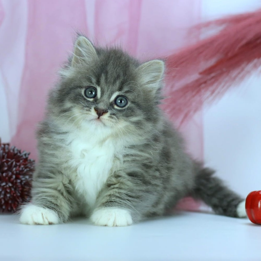 IrtyshIrtysh Siberian male, blue with white spotted tabby