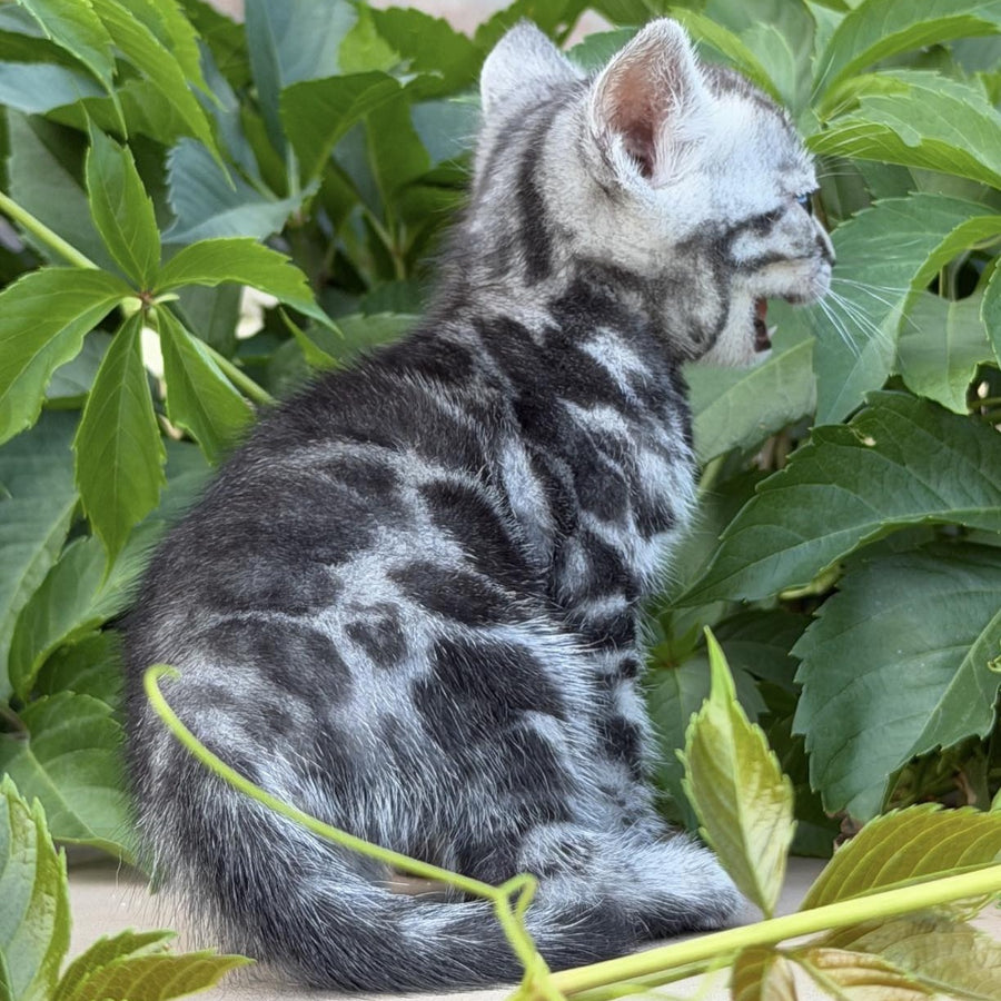 Celine Bengal female, black silver spotted tabby