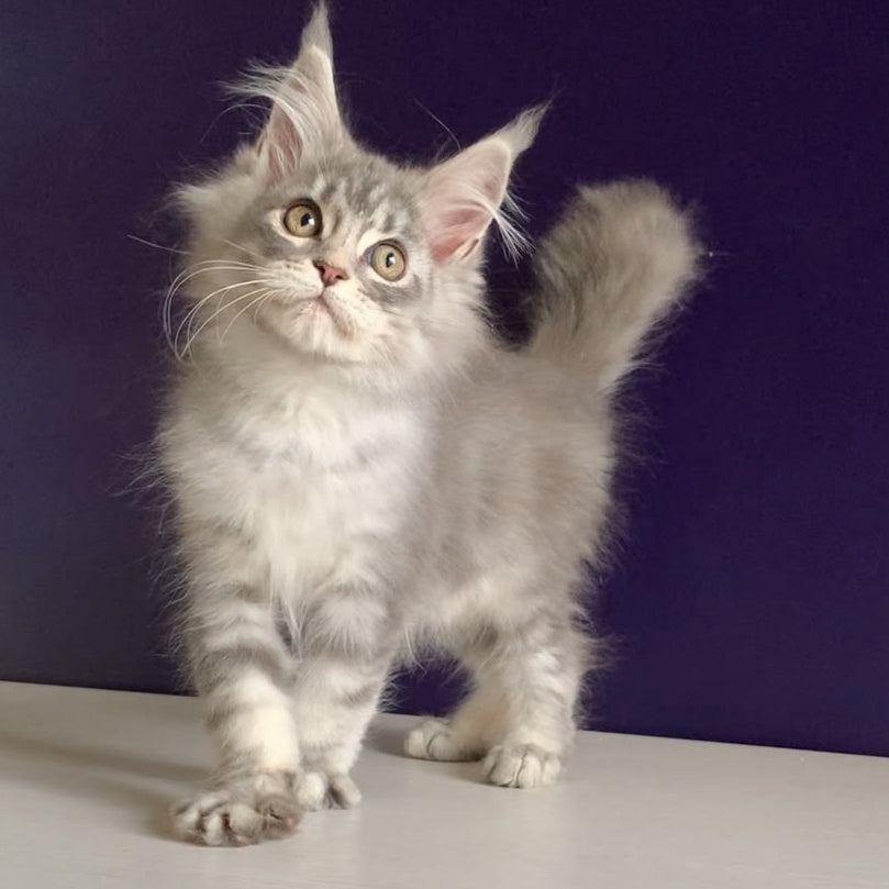Monaco Maine Coon male, blue tabby