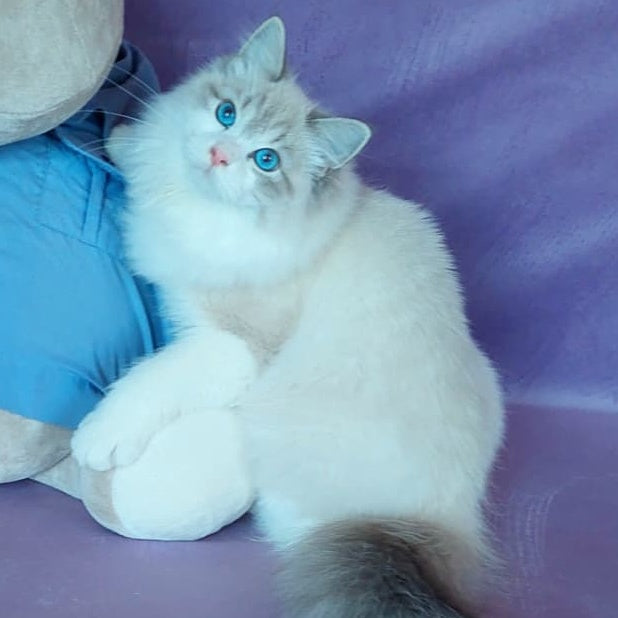 Nummarius Siberian male, blue bicolour tabby pointed