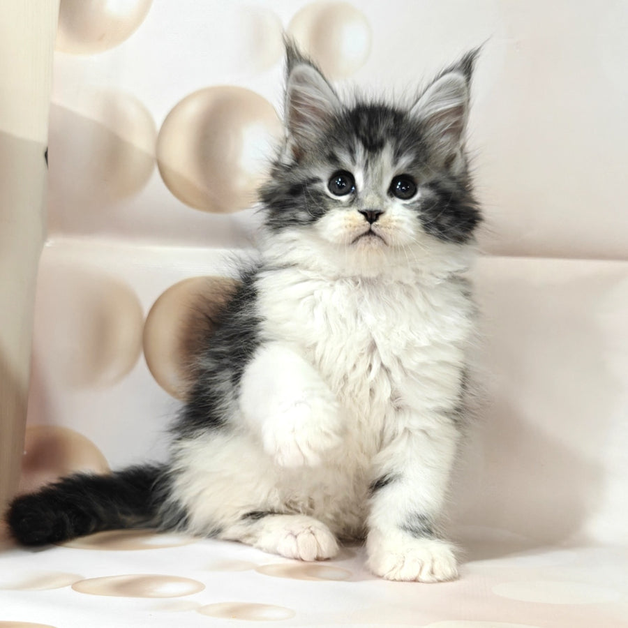 Molly Maine Coon female, black silver tabby bicolour