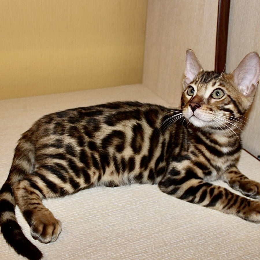 Kent Bengal male, black spotted tabby