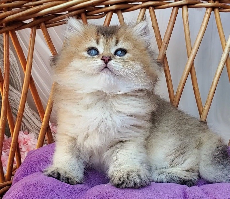 Zephir British Longhair male black golden ticked tabby - live animals