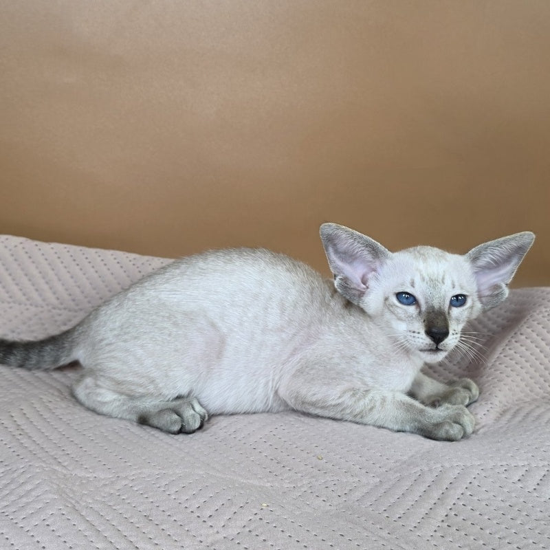 Yarina Siamese female, black spotted tabby