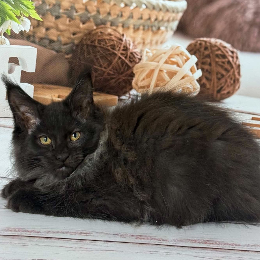 Wisteria Maine Coon female, black silver