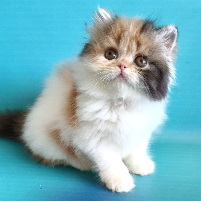 Nora Persian female, black tortie bicolour
