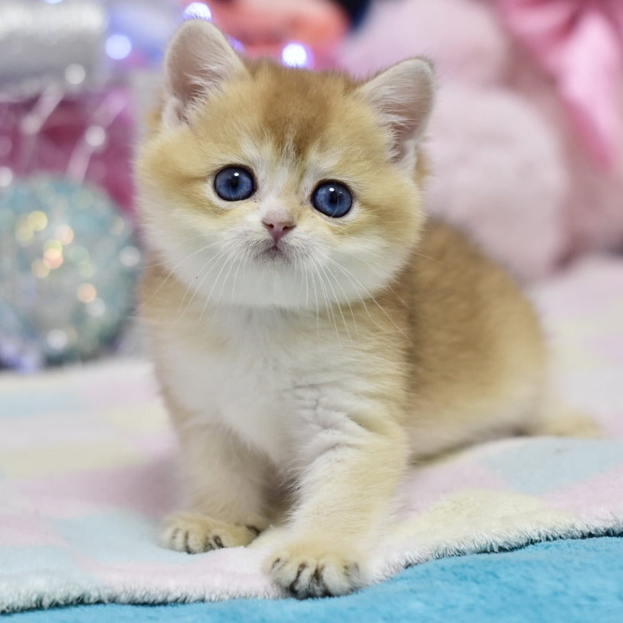 Eclair British Shorthair male, black golden shaded