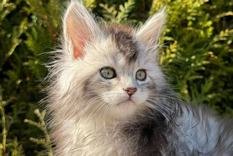 Emeli Maine Coon female black silver ticked tabby - live animals