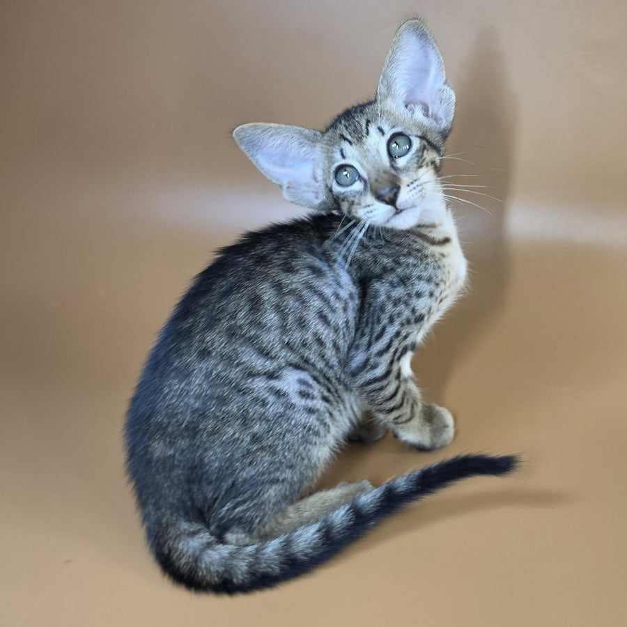 Yvette Oriental Shorthair female, black spotted tabby