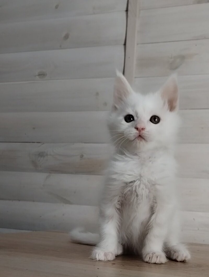 Joseph Maine Coon male white - live animals