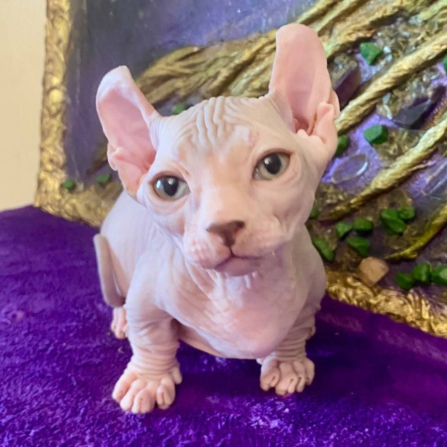 Loki Dwelf male, blue tabby