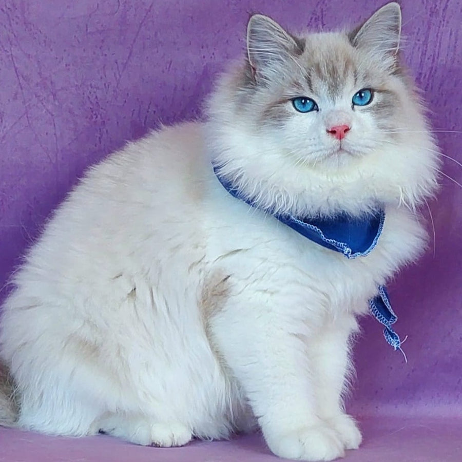 Nummarius Siberian male, blue bicolour tabby pointed