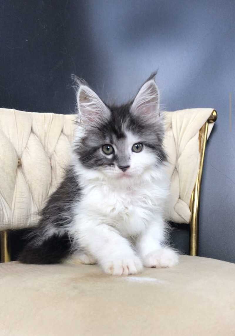 Winston Maine Coon male, black tabby bicolour