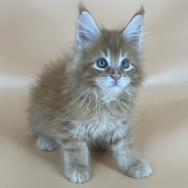 Brian Maine Coon male, red tabby