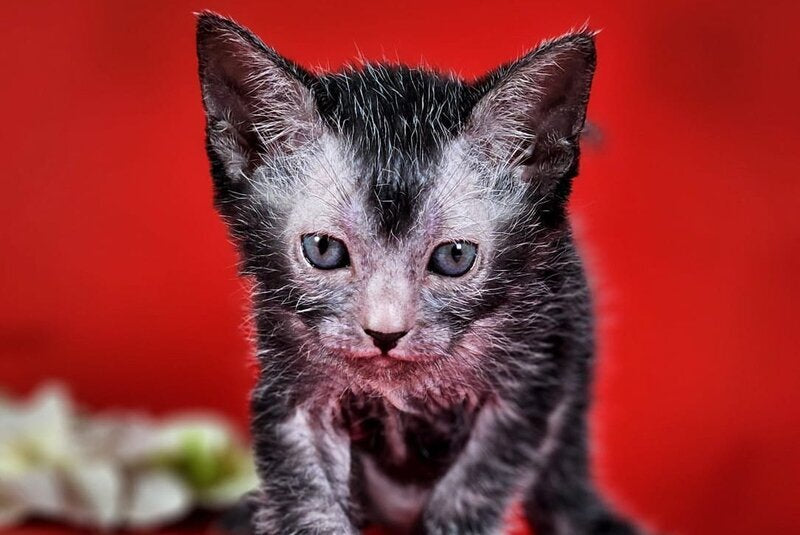Clementine Lykoi female, black