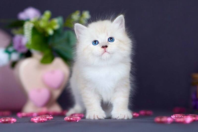 Don Juan Siberian male black silver with white tabby pointed live animals