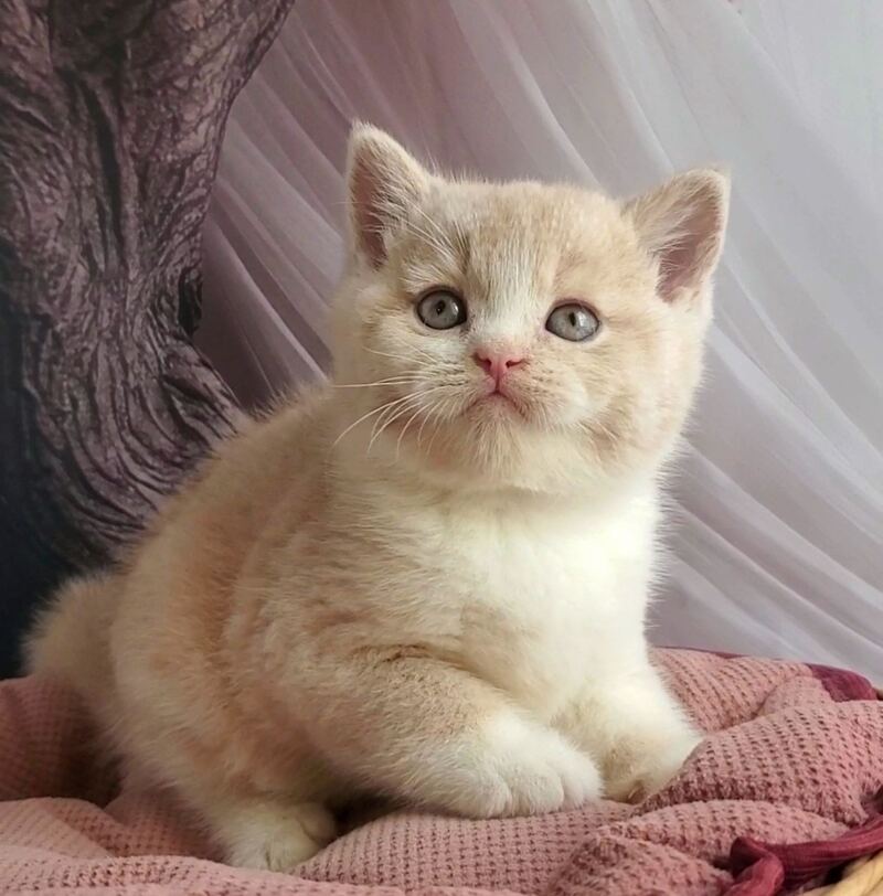 Uno British Shorthair male cream bicolour - live animals