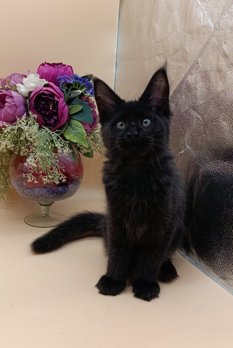 Iris Maine Coon female black silver - live animals
