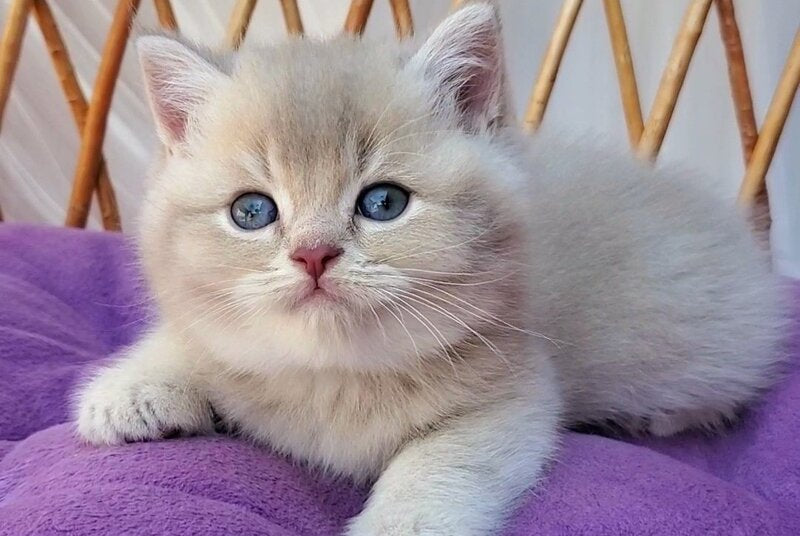 Woody British Shorthair male, lilac golden ticked tabby
