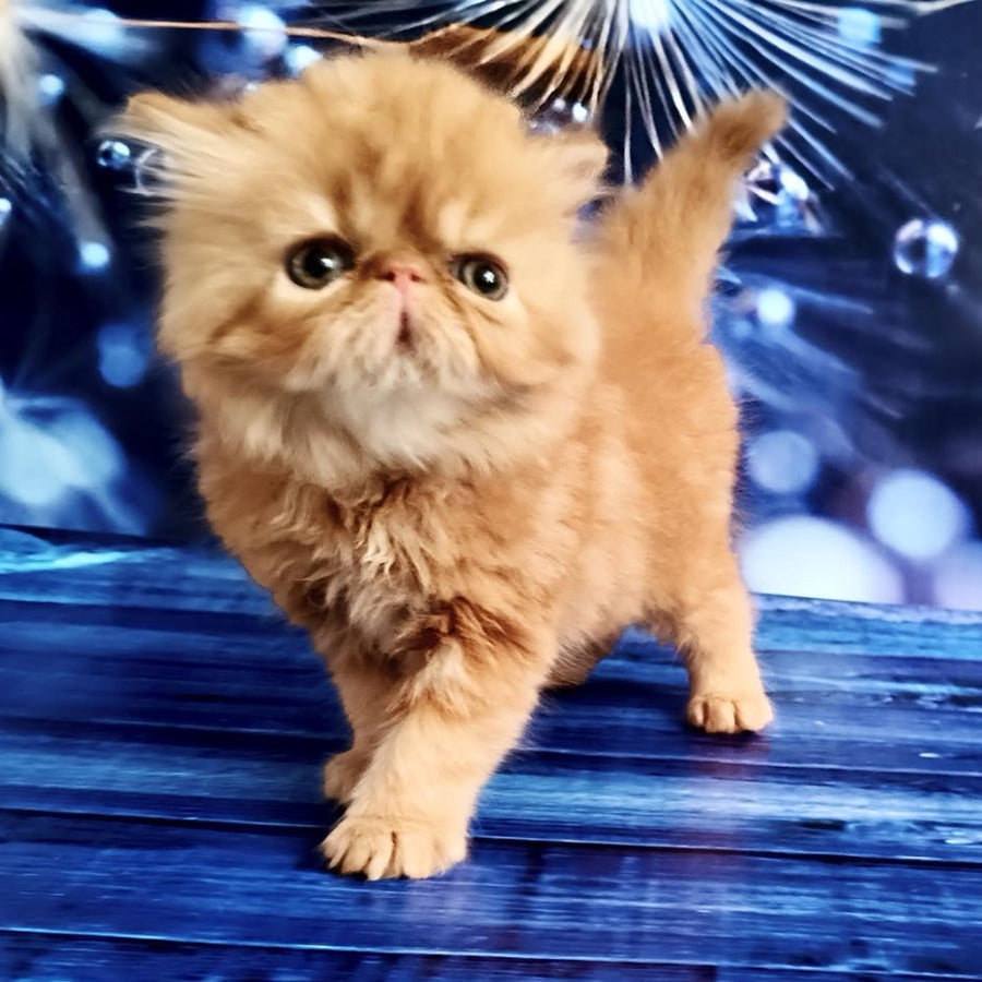 Simona Persian female, red tabby