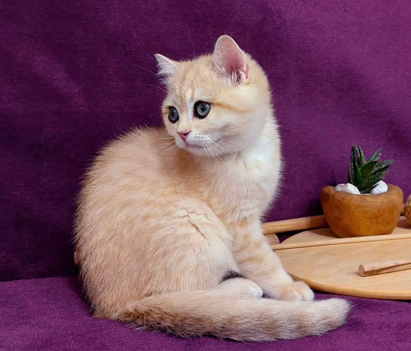 Kevin British Shorthair male, black golden spotted tabby