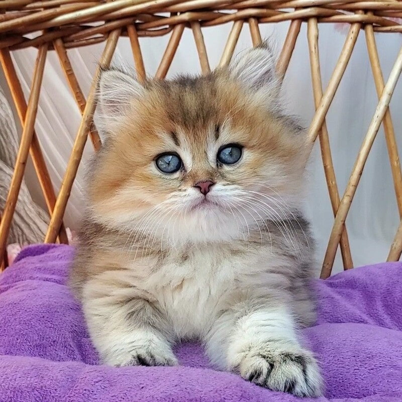 Zeus British Longhair male black golden ticked tabby - live animals