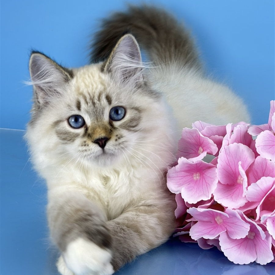 Arctic Siberian male, black tabby pointed bicolour