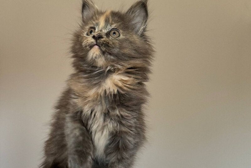Otome Maine Coon female, blue tortie with white