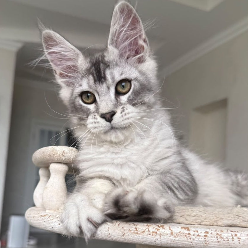 Pegasus Maine Coon male, black silver tabby