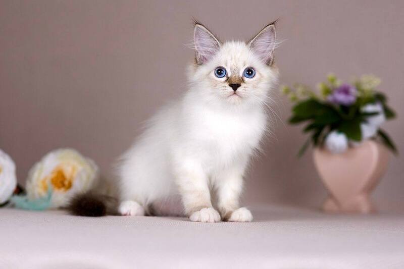 Galaxy Siberian female blue with white tabby pointed - live animals
