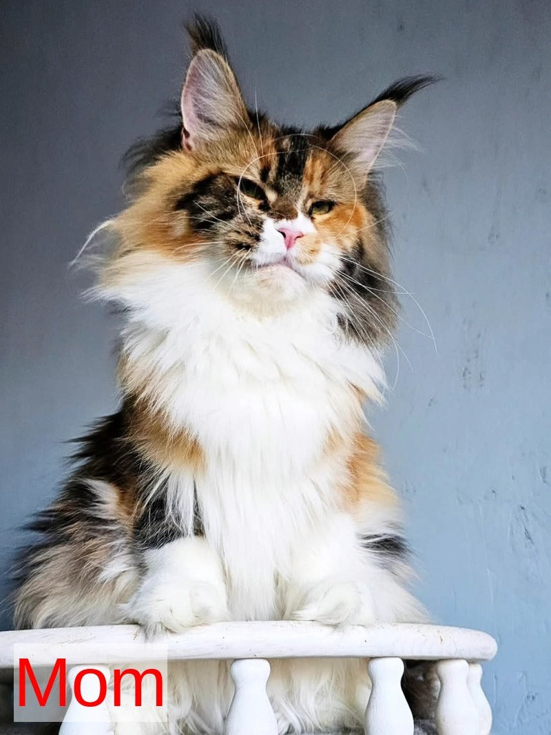 Jaguar Maine Coon male, red