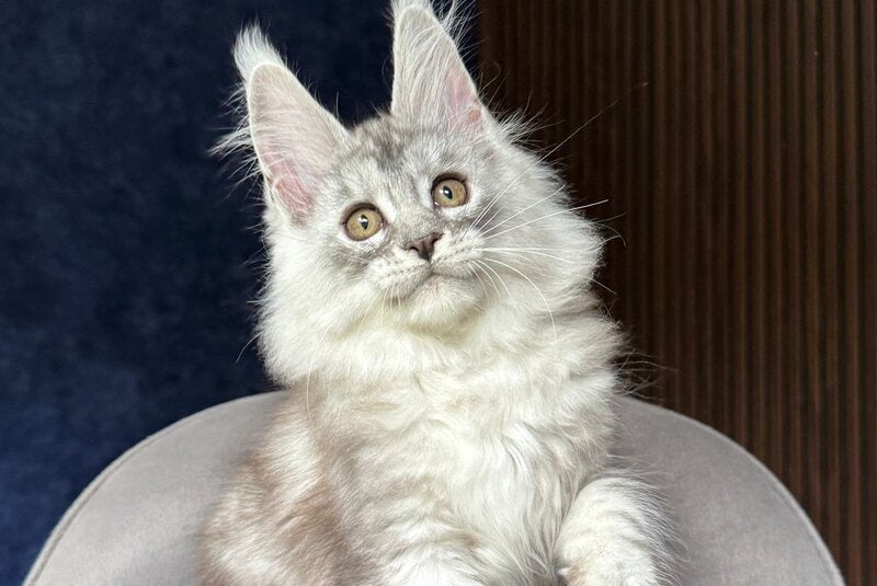 Darlli Maine Coon female, black silver tabby