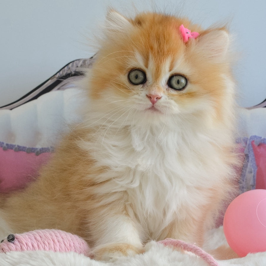 Gaia British Longhair female, black golden chinchilla