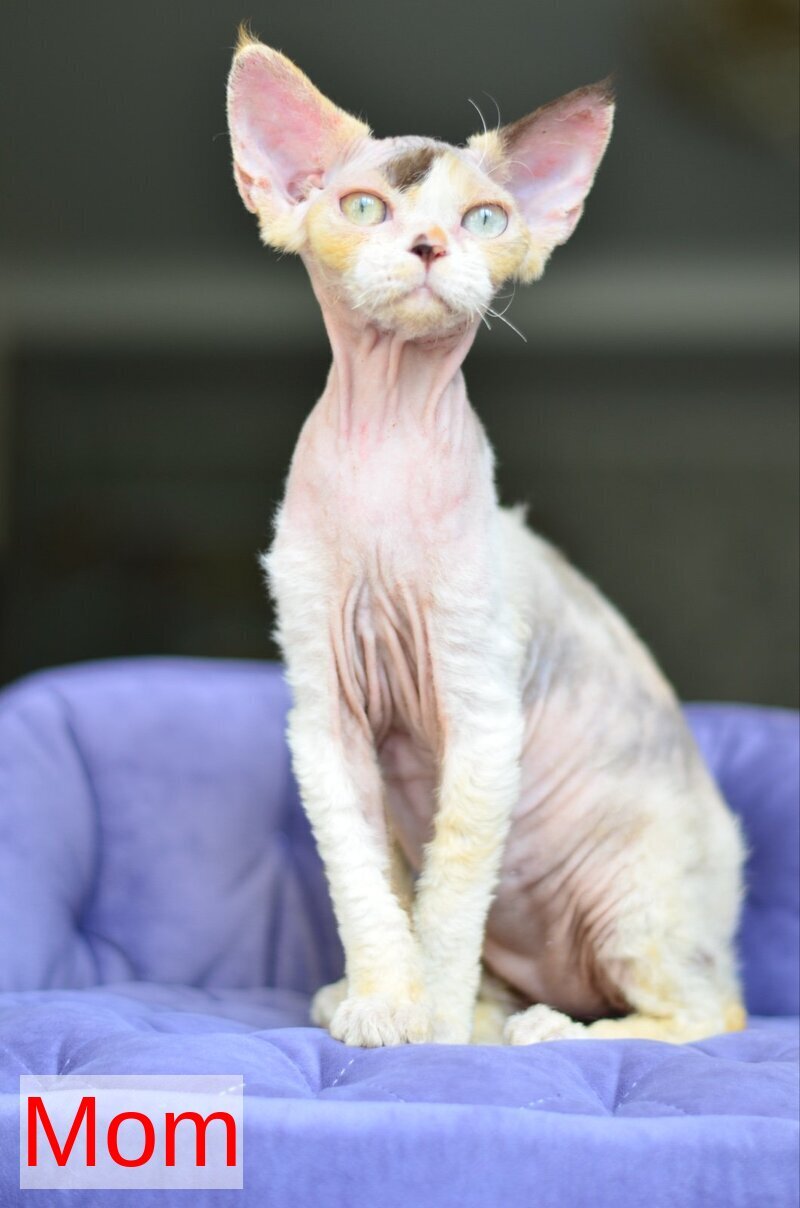 Umi Devon Rex female, black tabby bicolour