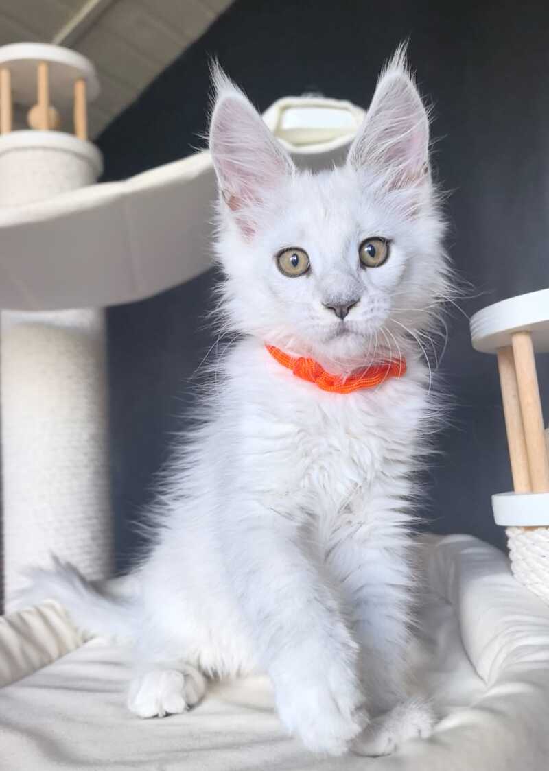 Ulina Maine Coon female, black silver shaded