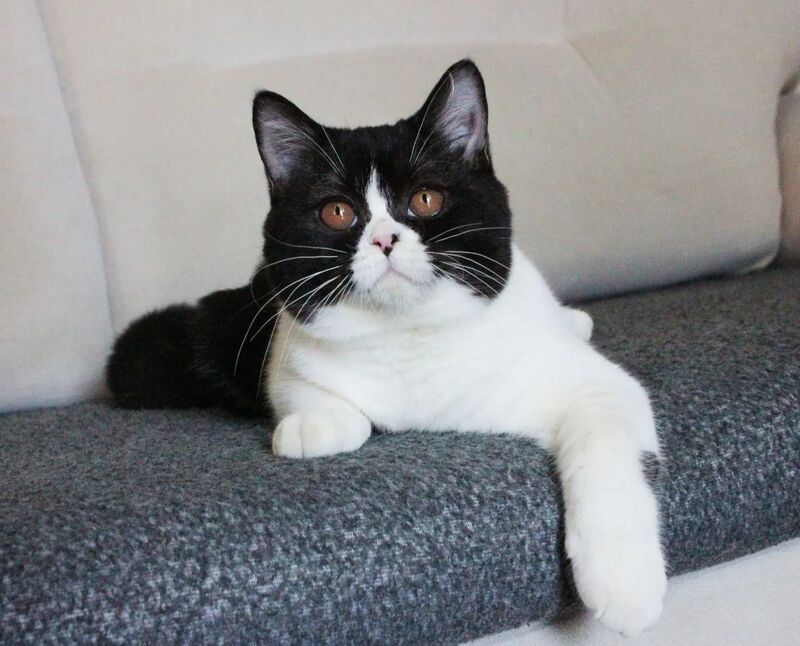 Xloya British Shorthair female black bicolour - live animals