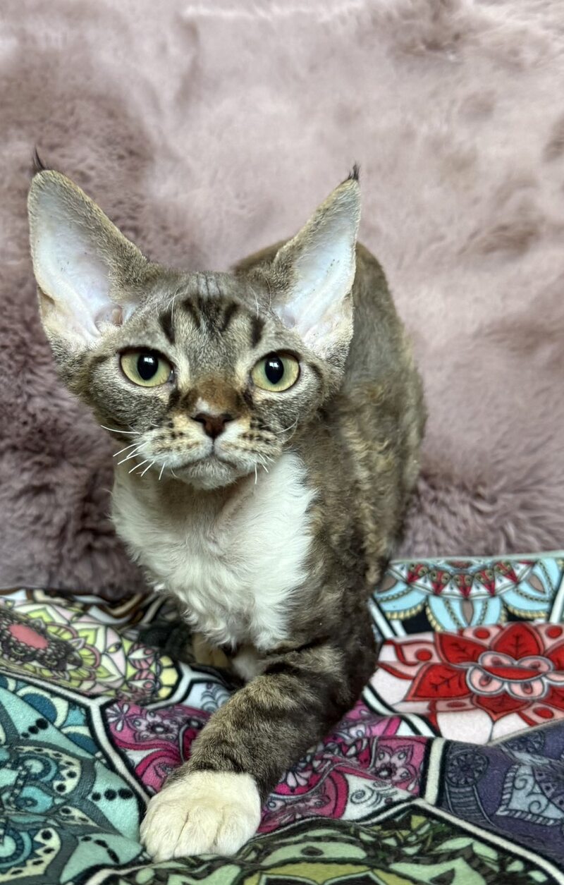 Umi Devon Rex female, black tabby bicolour