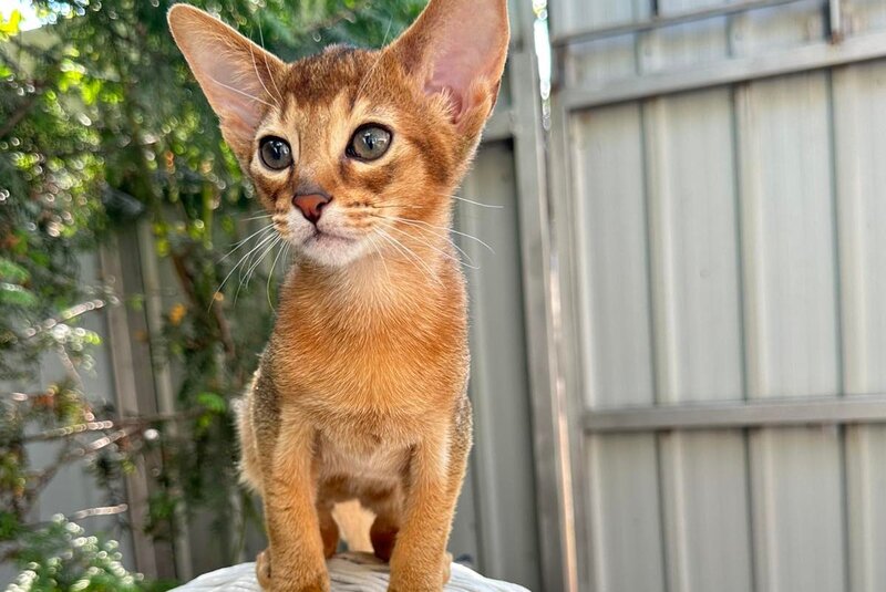 Claus Abyssinian male, black